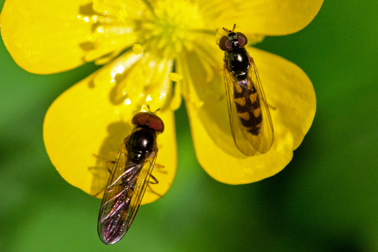 Wasps on a Buttercup