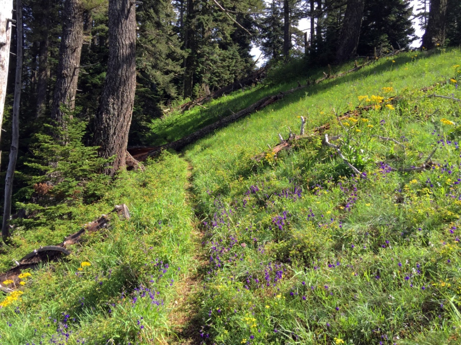 Trail leading through a wildflower meadow