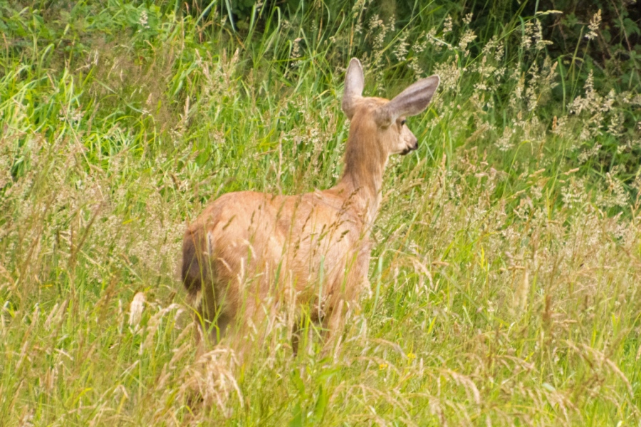 Blacktail Deer sneaking away