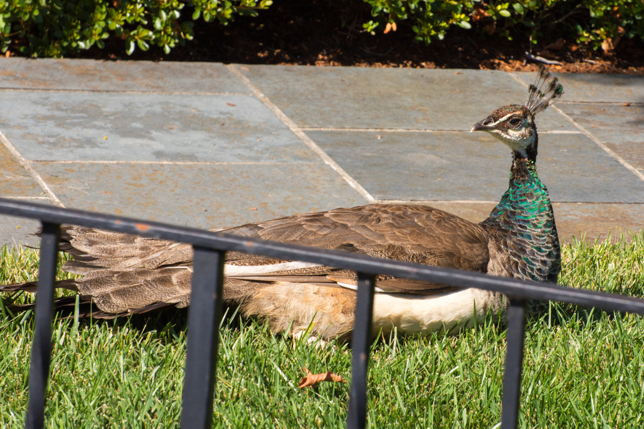A Visit from a Pretty Peahen