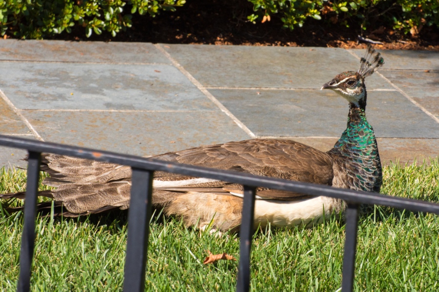 Peahen sunning in the front yard