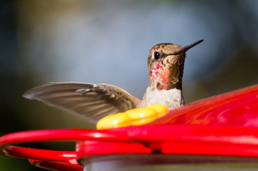 Hummingbirds (an Anna?) also have iridescent neck feathers 