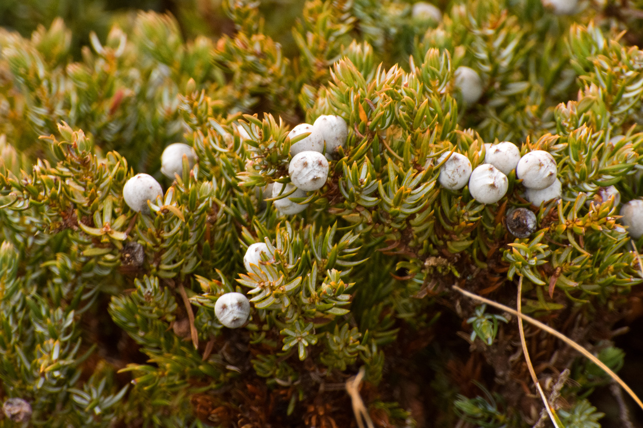 Juniper Berries (they look like little faces)