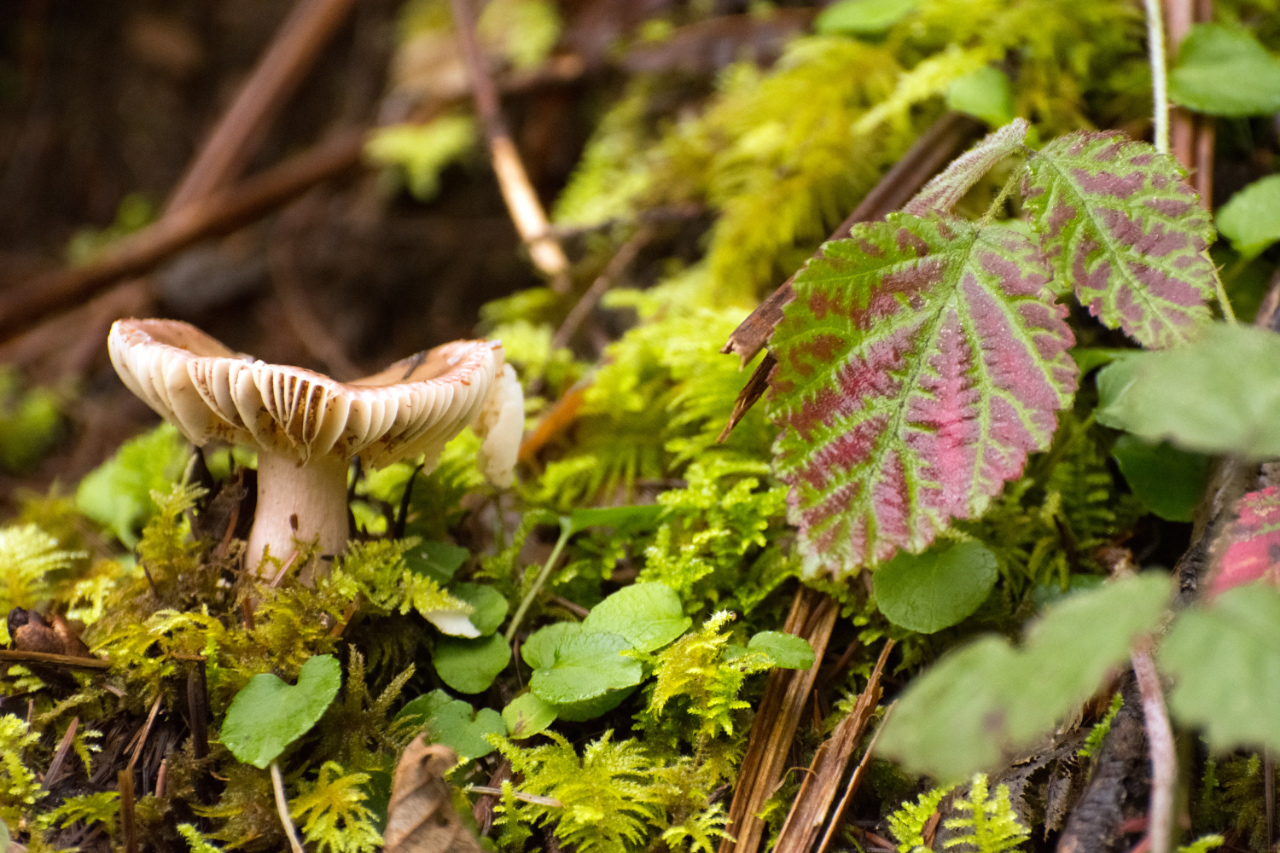 Mushroom gills and autumn-colored Creeping Raspberry leave
