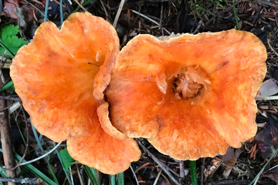It is the season for mushrooms