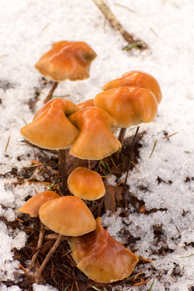 Mushrooms in the snow