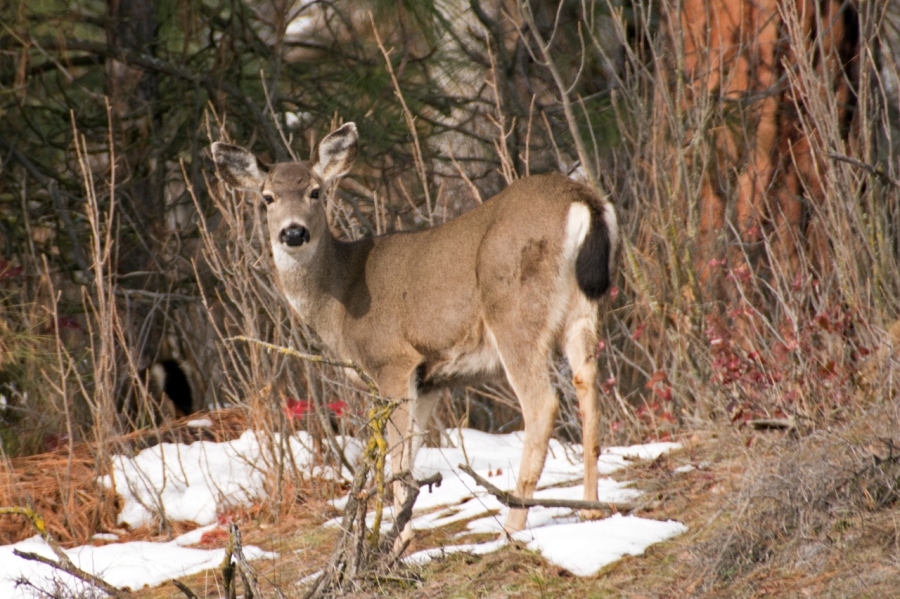 Young Blacktail Deer