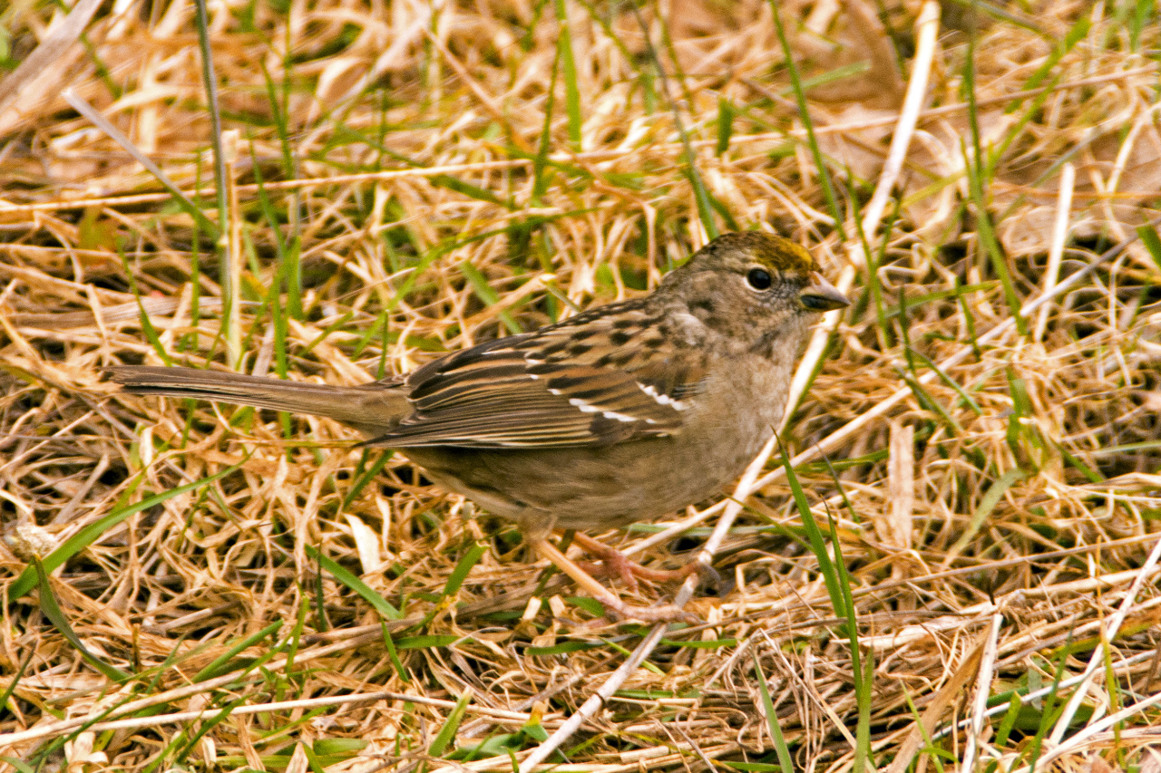 Golden-crown Sparrow