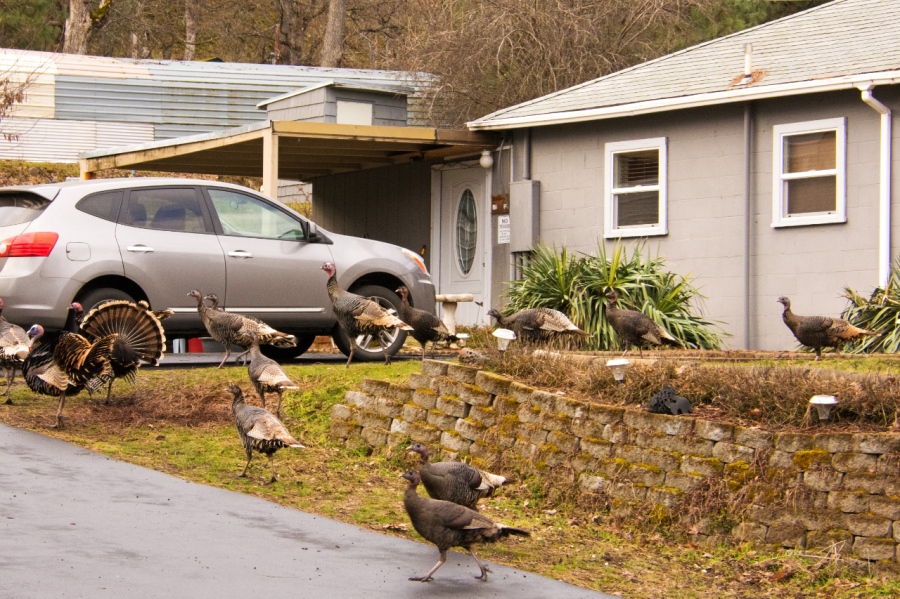 Wild Turkeys invading a residence near The Dalles