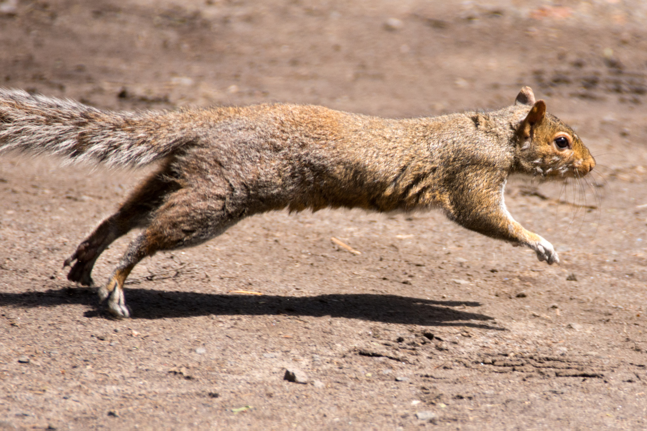 Squirrel on the Run