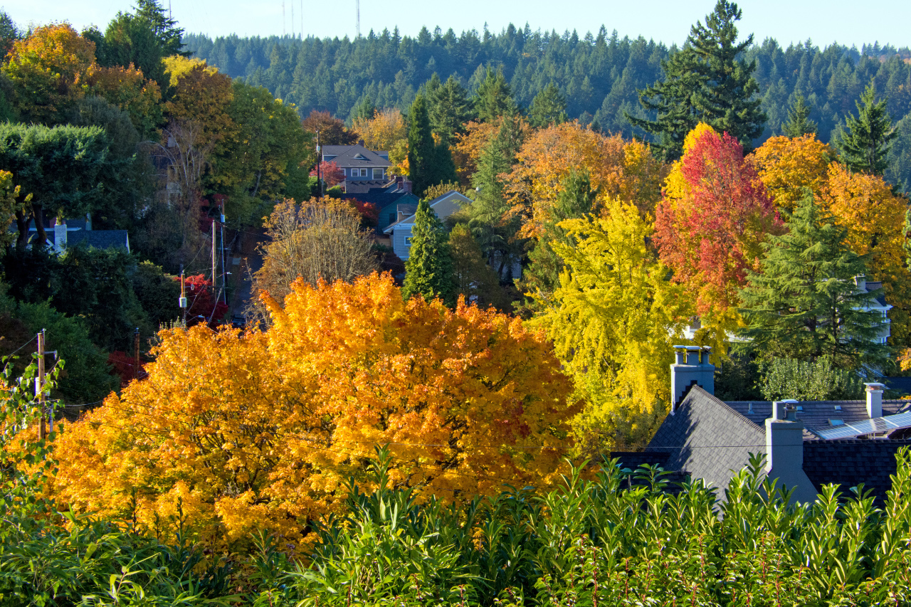 Colorful Autumn Leaves in Portland Heights
