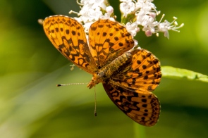 Western Meadow Fritillary Butterfly