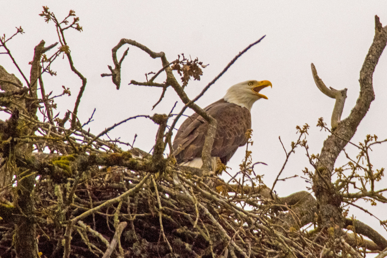 Oak Island Bald Eagles returning to the Nest