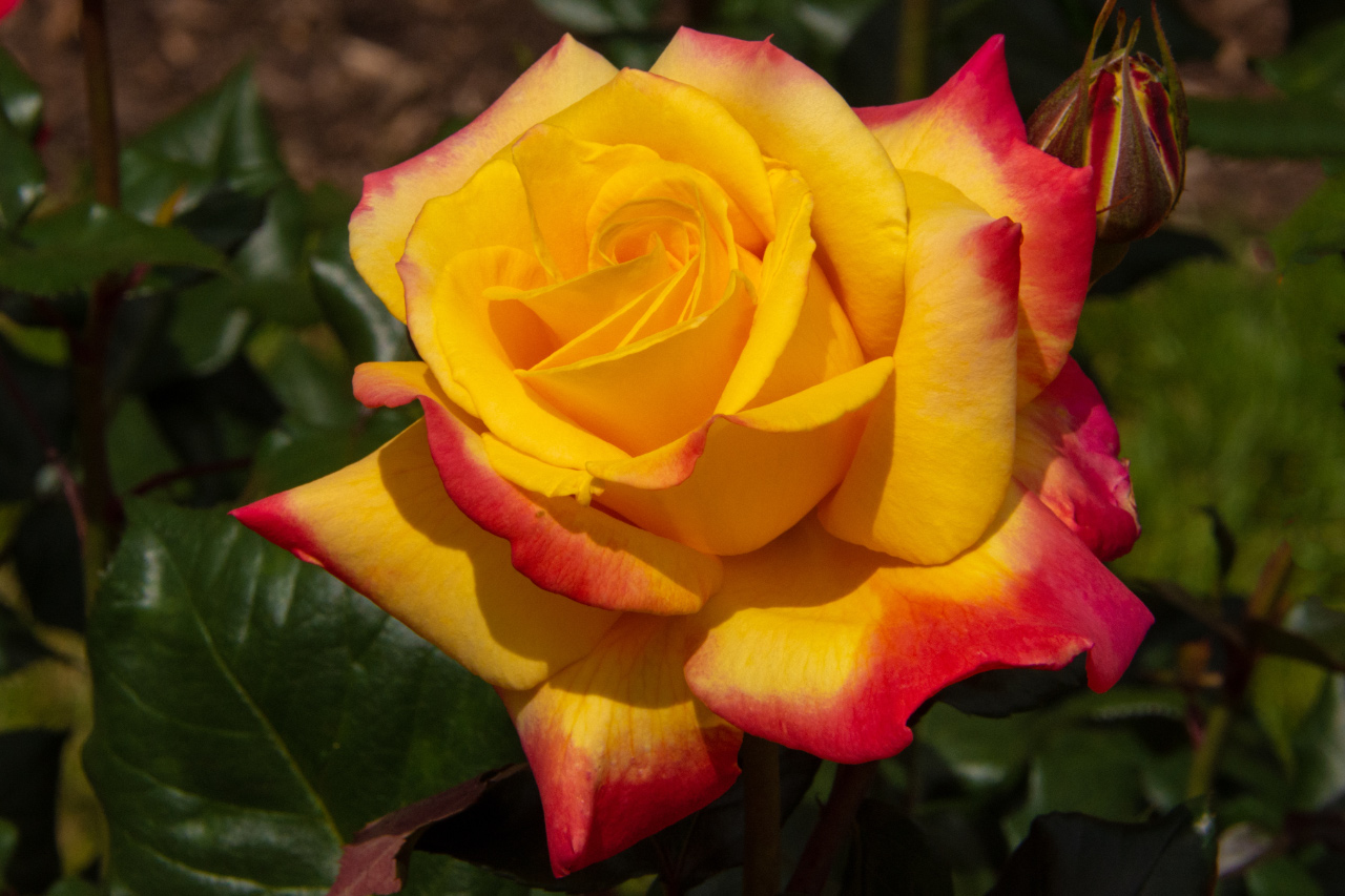 Portland’s International Rose Garden at its Peak – Part I