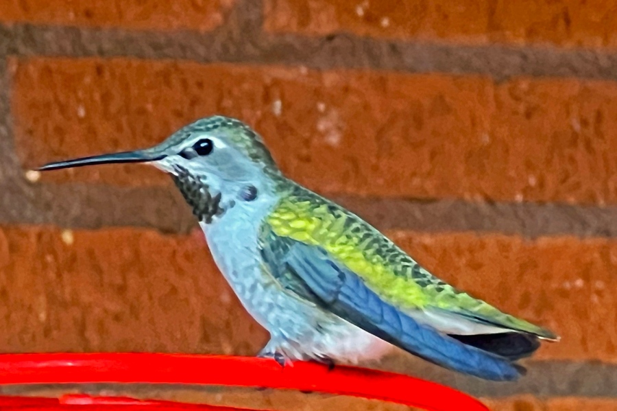 Anna Hummingbirds in the New Year