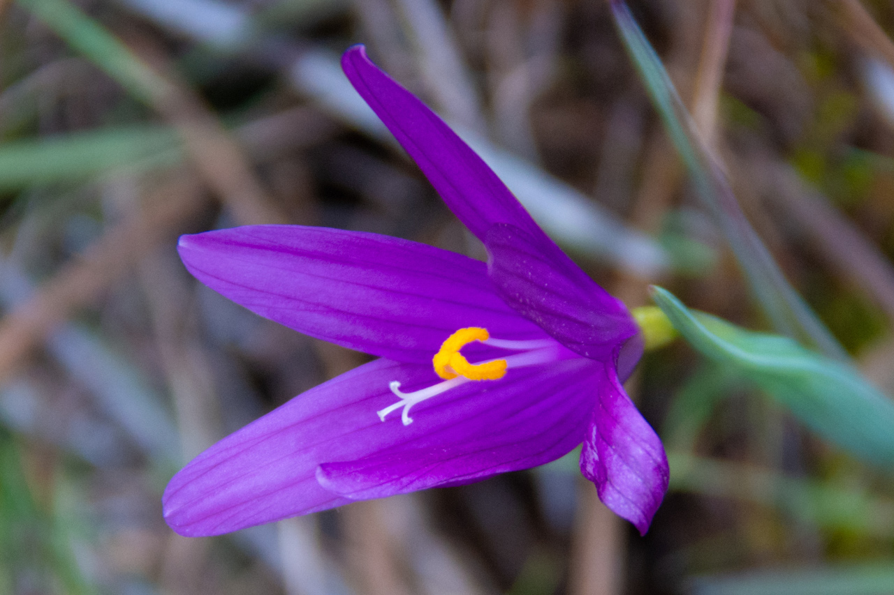 First Wildflower of 2022: It’s Springtime!