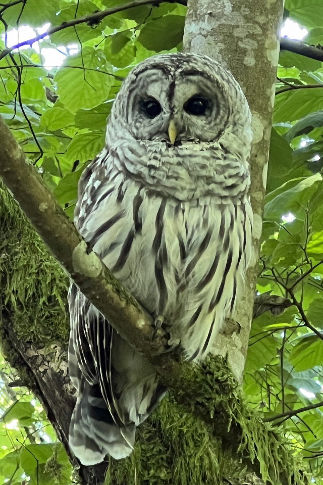 Barred Owl at Tualatin Hills